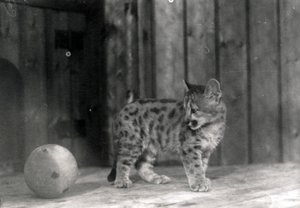 Cachorro de leopardo con una pelota